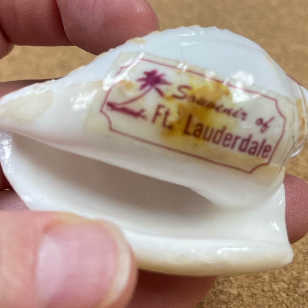 Vintage Florida Seashell